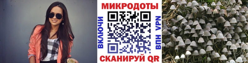 где найти   Пятигорск  Псилоцибиновые грибы GOLDEN TEACHER 